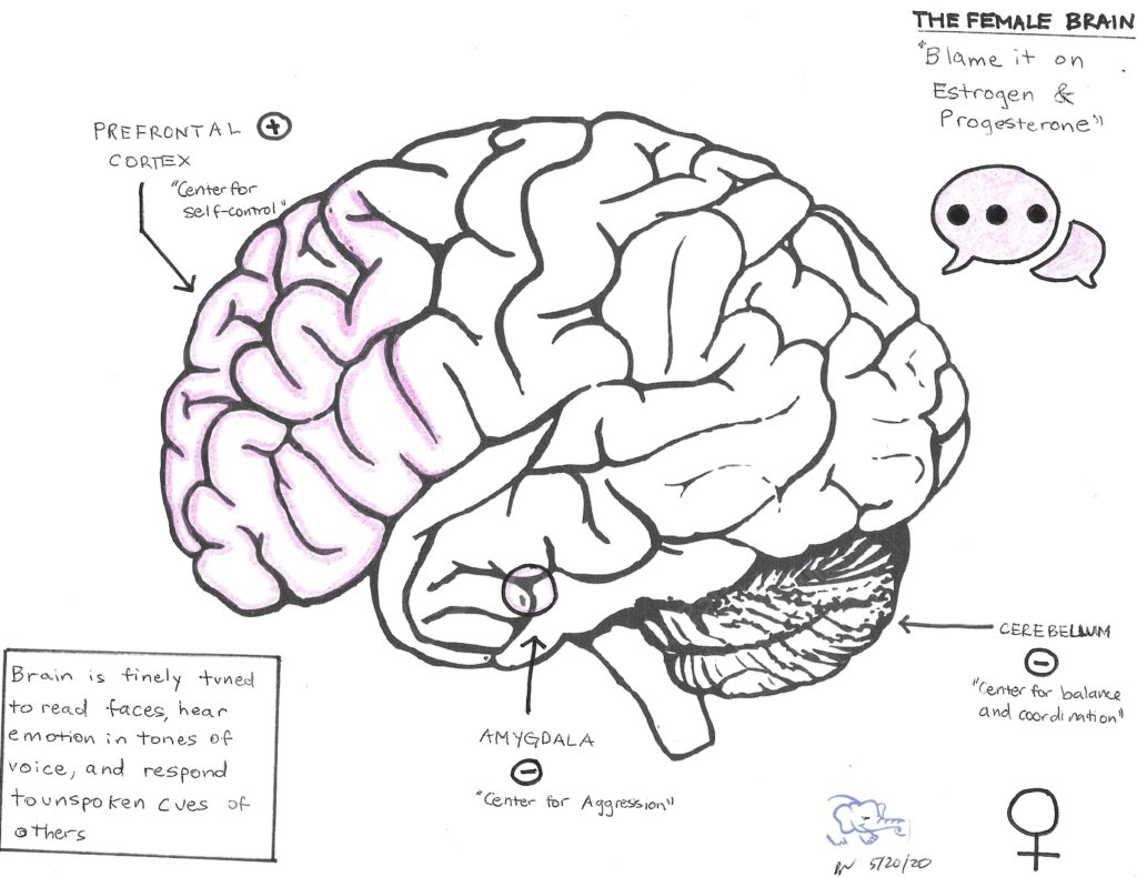 The Female Brain by Brian Nwokedi