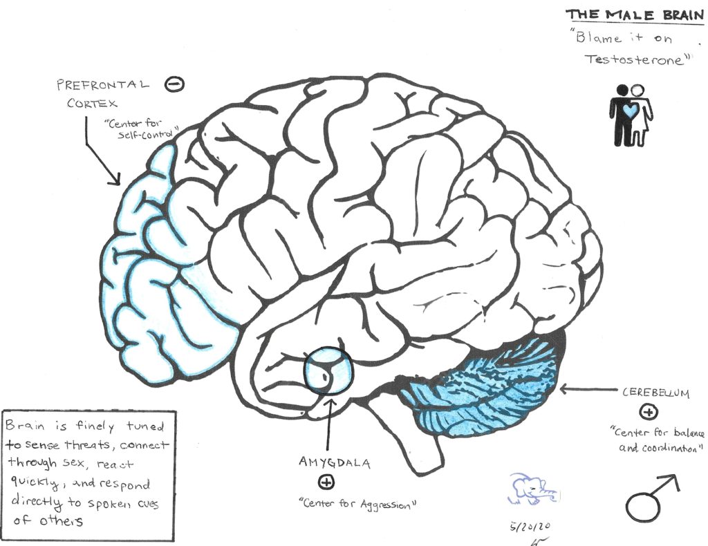 The Male Brain by Brian Nwokedi